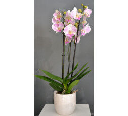 Orchidée colorée