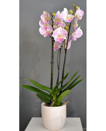 Orchidée colorée