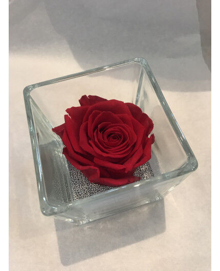 Rose rouge sublimée