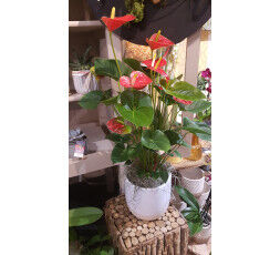Anthurium rouge