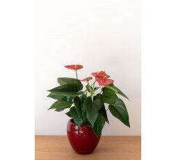 Anthurium