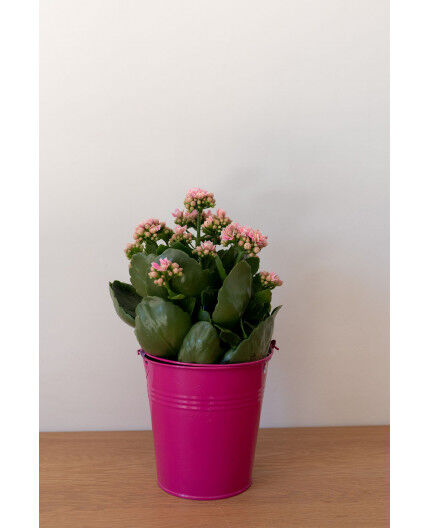 Kalanchoe