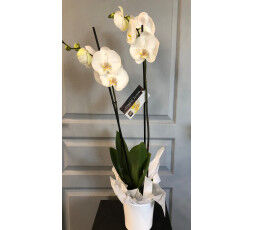 Orchidée avec cache pot céramique blanc