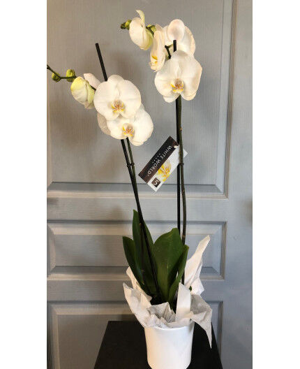 Orchidée avec cache pot céramique blanc