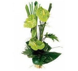 Bouquet d'anturium Vert