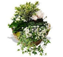 Composition de plantes blanches