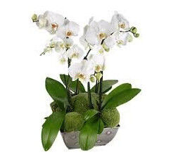 Composition orchidées