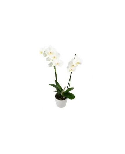 Orchidée Blanche
