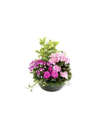 Composition de plantes d'extérieur