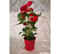 Anthurium