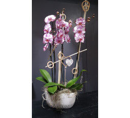 Composition de 2 orchidées 