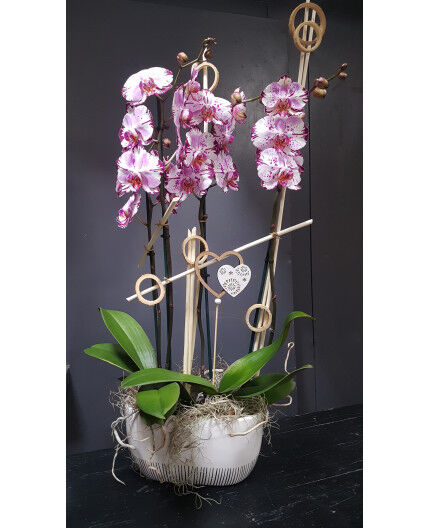 Composition de 2 orchidées 