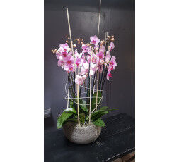 Composition de 3 orchidées