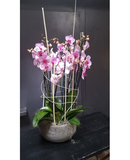 Composition de 3 orchidées