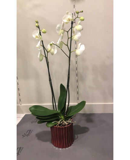 Orchidée et son cache-pot