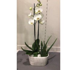 Composition de plantes & orchidée - Amande