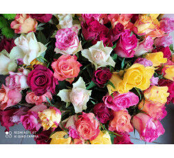 ROSES MULTICOLORES