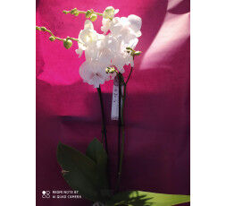 PHALAENOPSIS BLANC