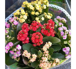 coupe Kalanchoe carnaval (5 couleurs)