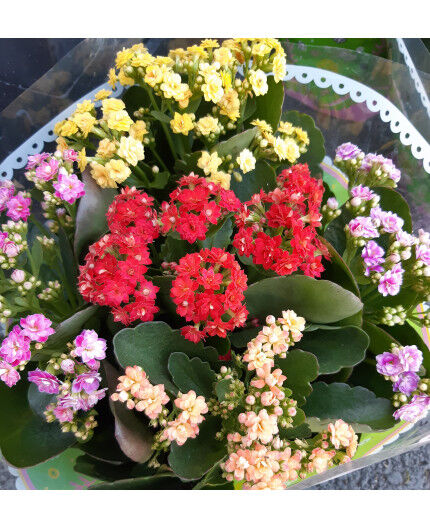 coupe Kalanchoe carnaval (5 couleurs)