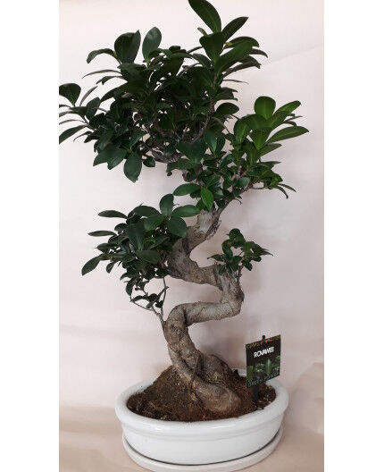 Ficus Ginseng
