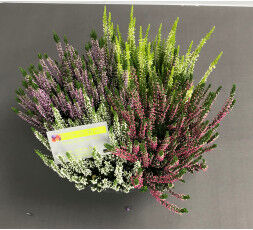 Bruyère Calluna