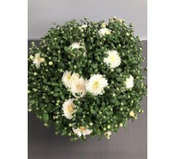 Chrysanthème