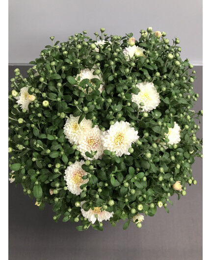 Chrysanthème