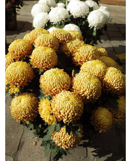 Chrysanthèmes Grosses têtes