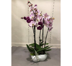 Trio d'orchidées et son cache-pot blanc