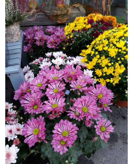 chrysanthème multifleurs  