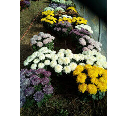 CHRYSANTHEME Grosses Têtes