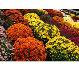 CHRYSANTHEME Pomponette diam 55cm