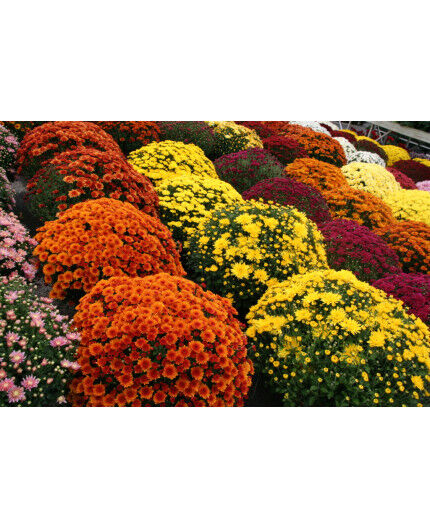 CHRYSANTHEME Pomponette diam 70cm