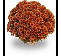 Chrysanthème petites fleurs production française