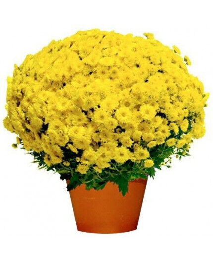 Chrysanthème petites fleurs production française