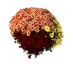 Chrysanthème tricolore petites fleurs production française + livraison au cimetière