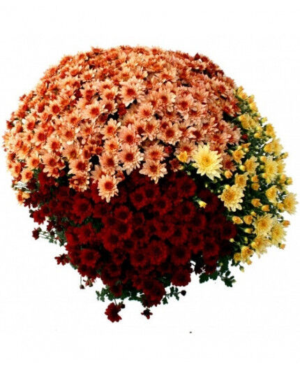 Chrysanthème tricolore petites fleurs production française