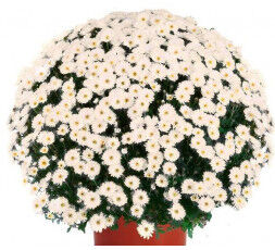 Chrysanthème petites fleurs production française + livraison au cimetière