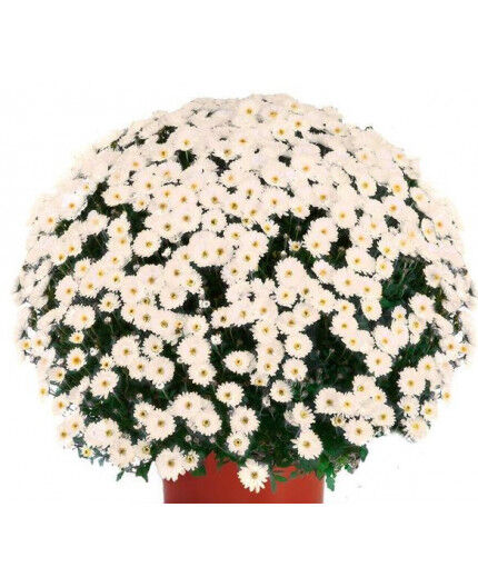 Chrysanthème petites fleurs production française + livraison au cimetière