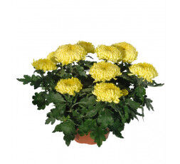 Chrysanthème grosses têtes production française + livraison au cimetière
