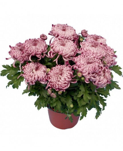 Chrysanthème grosses têtes production française + livraison au cimetière