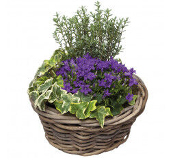 Jardin 3 plantes et son panier