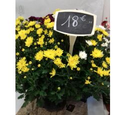 CHRYSANTHEME 3 COULEURS