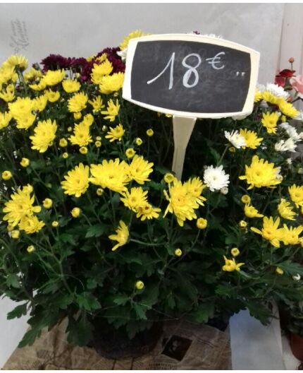 CHRYSANTHEME 3 COULEURS