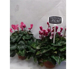 CYCLAMEN 