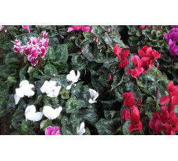 CYCLAMEN 