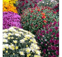 Chrysanthème petite fleur 