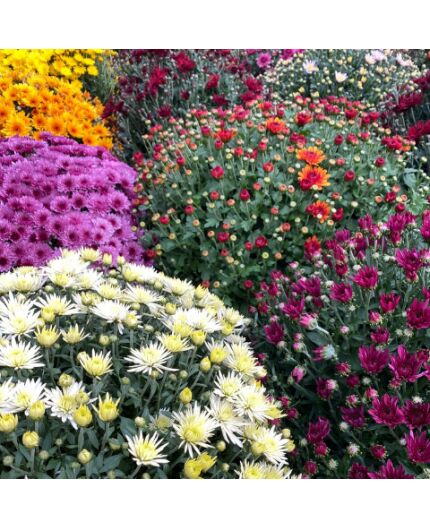 Chrysanthème petite fleur 