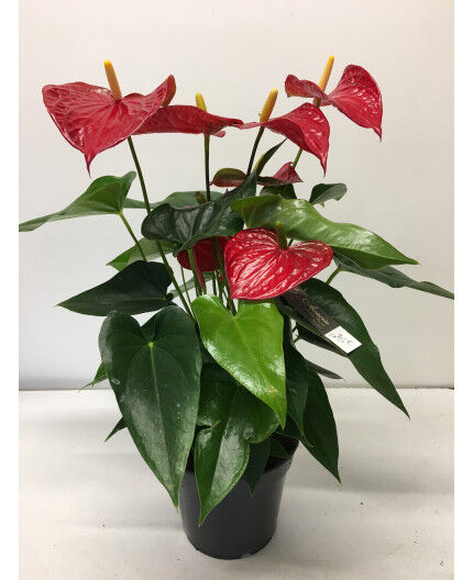 Anthurium rouge 